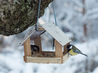 A Hungry Pair of Great Tits