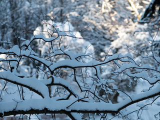 Branch laden with fresh snow