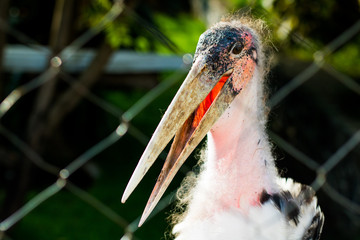 Big sad looking bird in captivity
