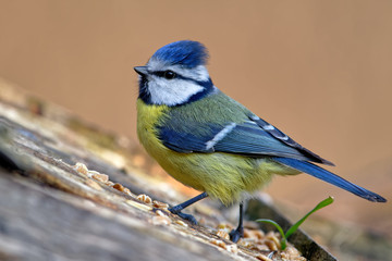 Blaumeise auf dem Vogelhaus