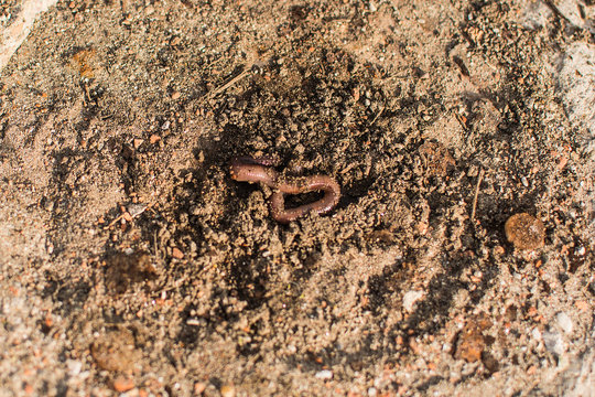 rain worms in the earth