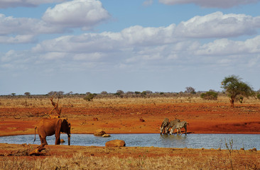 Fototapeta na wymiar Elefanten und Zebras am Wasserloch des Tsavo Ost Kenia