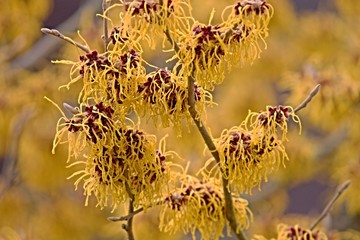 blühende Zaubernuss im Winter