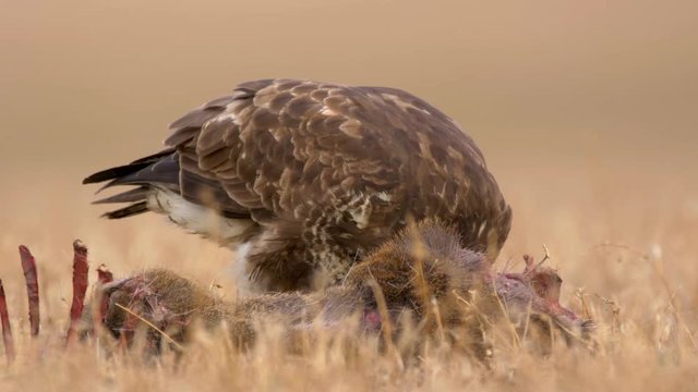 Common buzzard eating dead roe deer