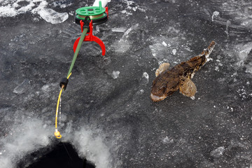  Fishing rod and one fish on ice near the ice hole,  close up