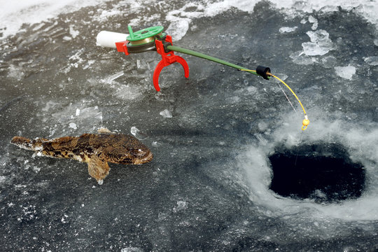 winter fishing, fishing rod and fish,  close up