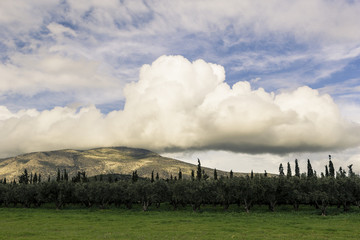 Olive trees, mountains and clouds in Greece