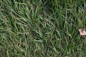 Abstract Blurred green leaves background.