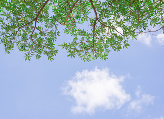 Branch of big tree and beautiful sky and white cloud.