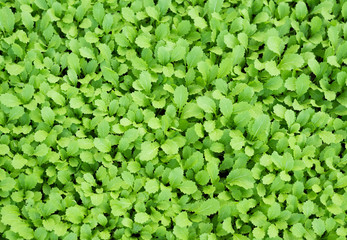 Fresh bright green leaves background from organic garden of healthy and agriculture.