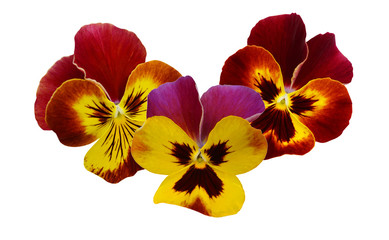 Pansy flowers over white background
