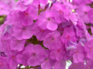 Fototapeta na wymiar Pink flower in the garden