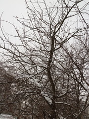treetops against the winter sky