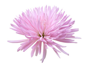 pink chrysanthemum flower isolated on white background