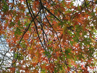 Tree in autumn colours