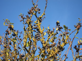 sloe