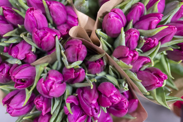 Fototapeta premium viele lila Tulpen