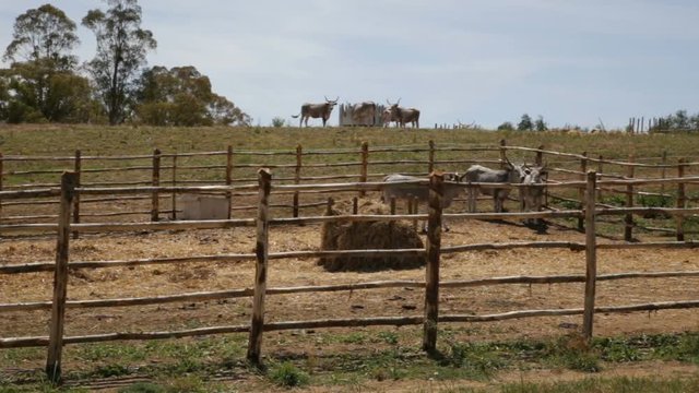 Grazing Cows In An Fence, Vacche Maremmane