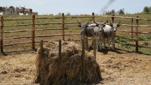 Grazing Cows In An Fence, Vacche Maremmane