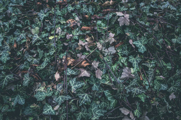 Autumn Leaves background