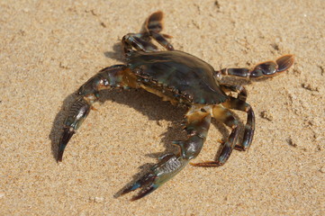 a little crab on the Indian beach