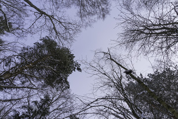 Beautiful Winter forest