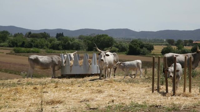 Grazing Cows In An Fence, Vacche Maremmane