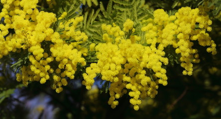 Mimosa d'hiver en peine floraison