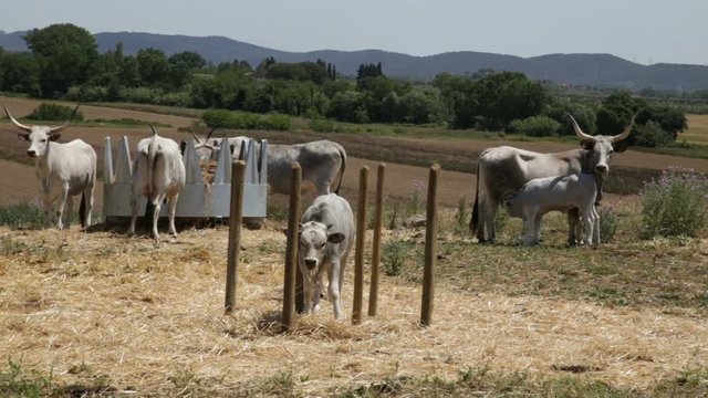 Grazing Cows In An Fence, Vacche Maremmane