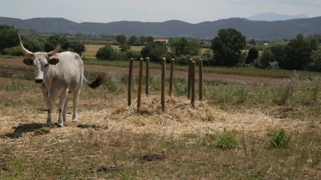 Grazing Cows In An Fence, Vacche Maremmane