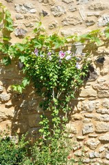 vine on a sunny  wall