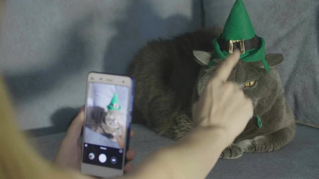 Woman takes photo a cat in green hat on phone. Cat in hat Celebrates St. Patrick's Day. St. Patrick's Day. British cat.