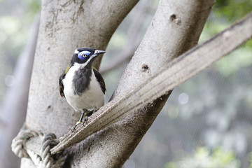 Blue-faced honeyeater (entomyzon cyanotis), also known as a bananabird perched on a branch