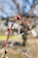 梅のつぼみ