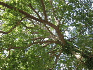 Tree at summer