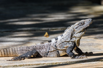 Iguana in the wild. Black spiny-tailed iguana, Black iguana, or Black ctenosaur. Ctenosaura similis. Riviera Maya, Cancun, Mexico.