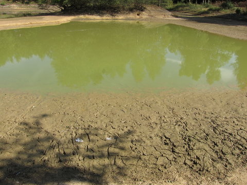 Dry pond, trace of bird's feet