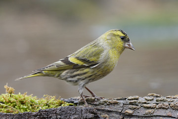 Lucherino