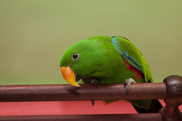 Eclectus parrot on curtain rail