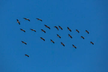 vol de grues