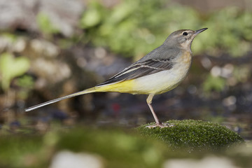 Ballerina gialla,