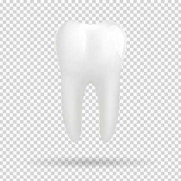 White molar tooth
