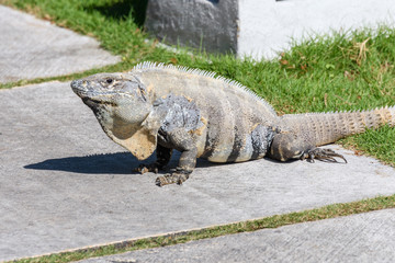 Wild Spiny-tailed iguana, Black iguana, or Black ctenosaur. Riviera Maya, Mexico.