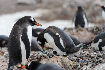 Gentoo penguin with chicks in nest