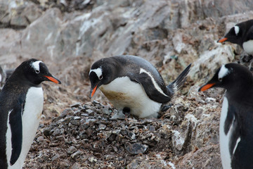 Obraz premium Gentoo penguin with chicks in nest