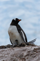 Gentoo penguin with chicks in nest