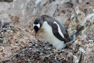 Fototapeta premium Gentoo penguin with chicks in nest