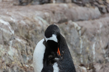 Gentoo penguin scratching