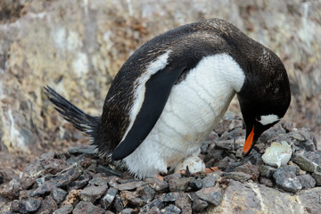 Gentoo penguin with egg in nest