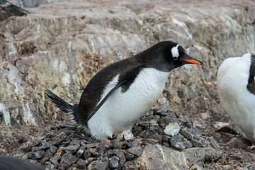 Fototapeta premium Gentoo penguin with egg in nest